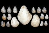 Lot: Polished, Fossil Oyster Shells - ~ Pieces #133812-1